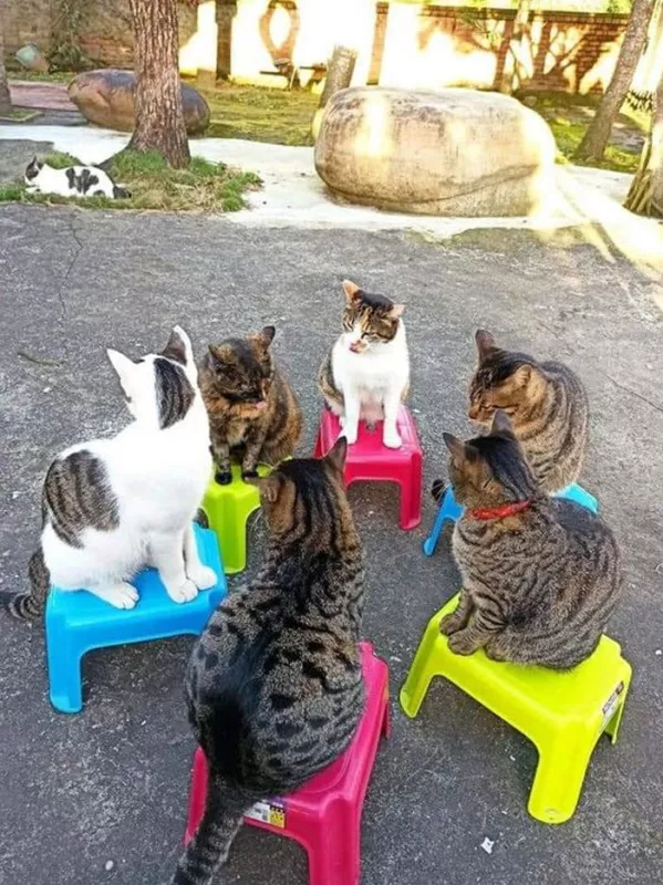 Картинки котиков с добрым утром. Смешные картинки котиков&nbsp;