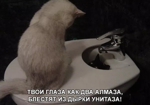 Картинки котиков с добрым утром. Смешные картинки котиков часть 4