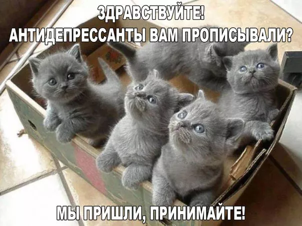 Картинки котиков с добрым утром. Смешные картинки котиков&nbsp;