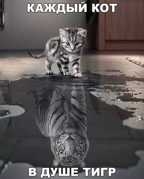 Картинки котиков с добрым утром. Смешные картинки котиков часть 2