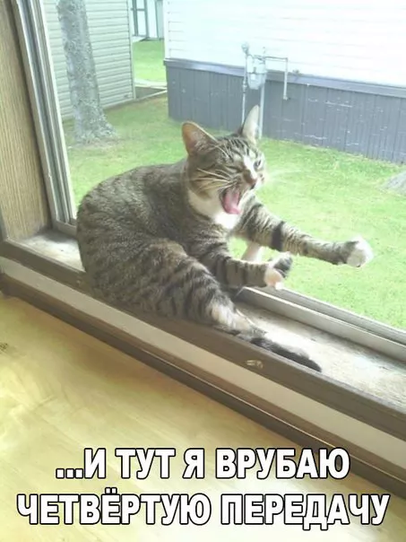 Картинки котиков с добрым утром. Смешные картинки котиков часть 3