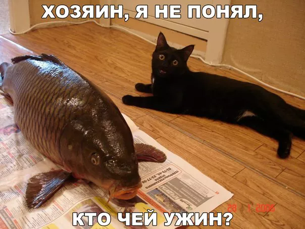 Картинки котиков с добрым утром. Смешные картинки котиков часть 4
