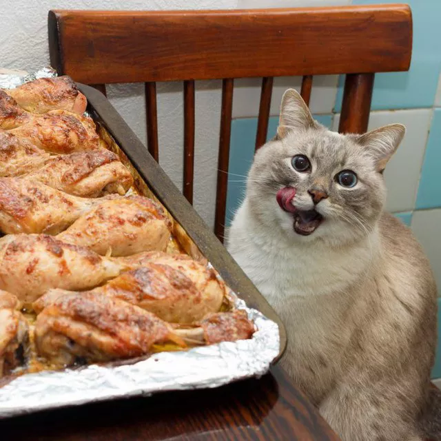 Картинки котиков с добрым утром. Смешные картинки котиков часть 4