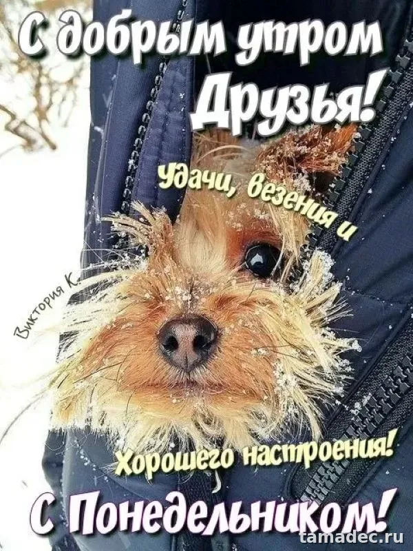 Картинки доброе утро понедельника. Доброе утро удачного понедельника картинки