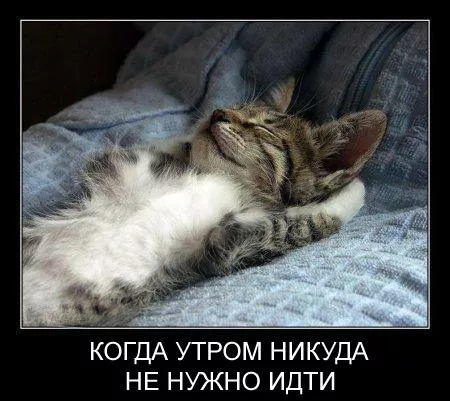 Картинки котиков с добрым утром. Смешные картинки котиков часть 4