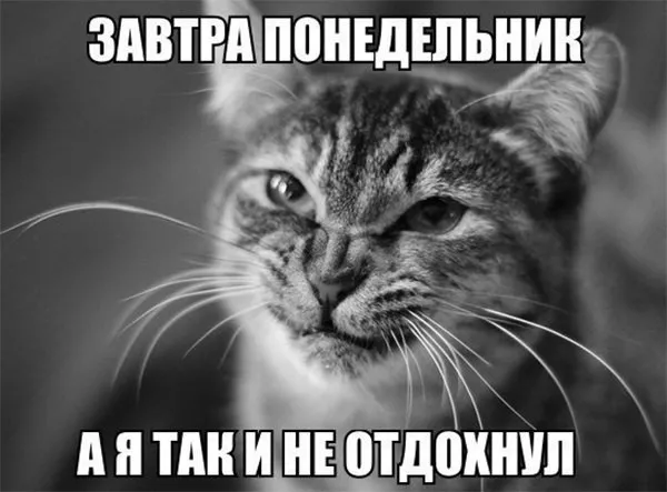 Картинки котиков с добрым утром. Смешные картинки котиков часть 3