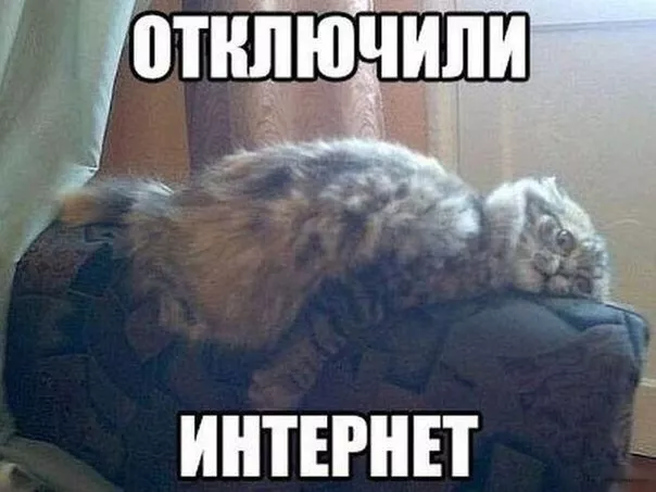 Картинки котиков с добрым утром. Смешные картинки котиков&nbsp;
