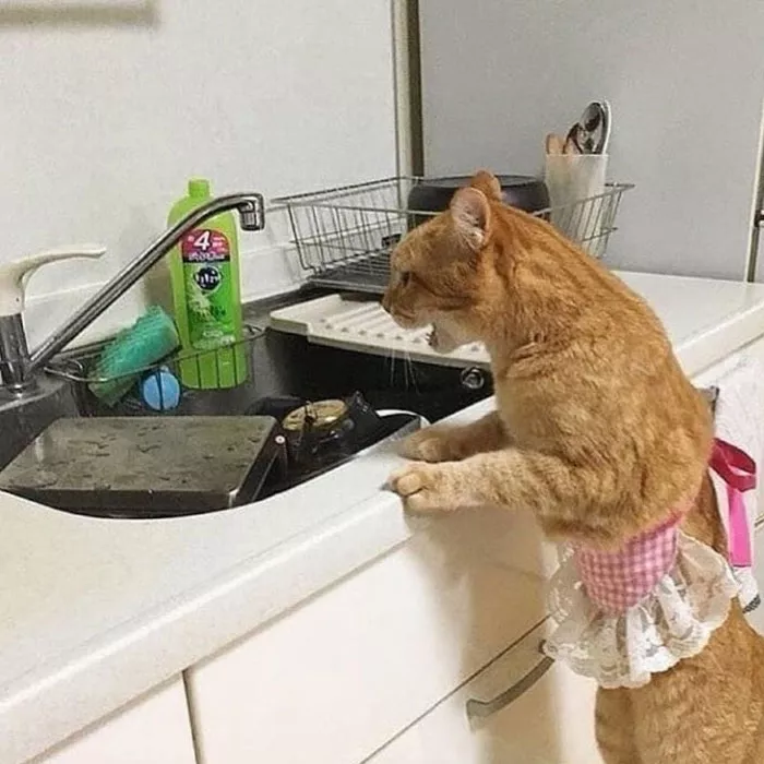 Картинки котиков с добрым утром. Смешные картинки котиков&nbsp;