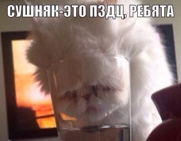 Картинки котиков с добрым утром. Смешные картинки котиков&nbsp;