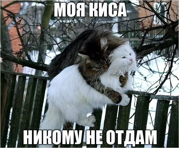 Картинки котиков с добрым утром. Смешные картинки котиков часть 2