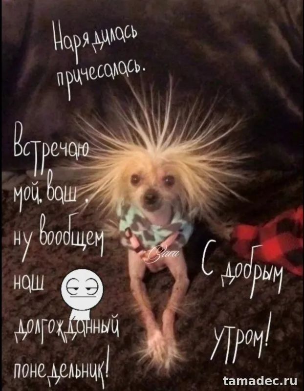 Картинки доброе утро понедельника. Доброе утро удачного понедельника картинки