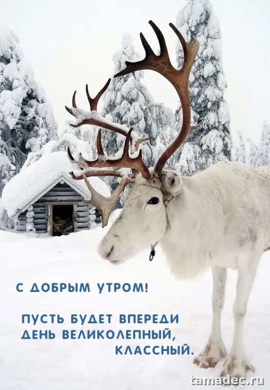 Красивые новогодние картинки Доброе утро. Новогодние картинки с добрым утром