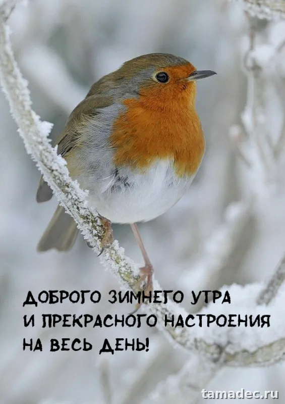Красивые новогодние картинки Доброе утро. Новогодние картинки с добрым утром