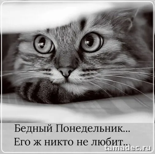 Картинки доброе утро понедельника. Картинки с добрым утром понедельника зимние
