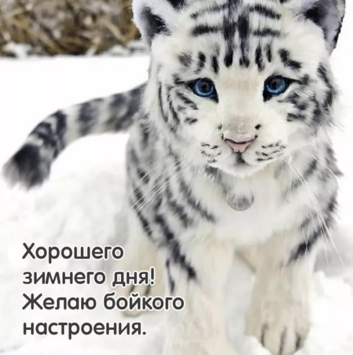 Картинки Доброго зимнего дня. Хорошего дня зимнего картинки красивые доброго