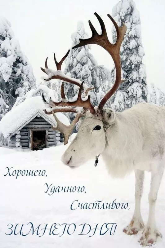 Картинки Доброго зимнего дня. Хорошего дня зимнего картинки красивые доброго