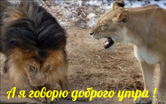 Прикольные картинки Доброе утро . Доброе утро картинки прикольные поднимающие