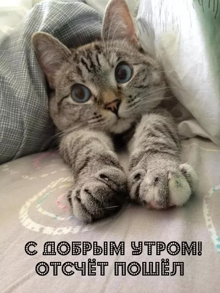 Прикольные картинки Доброе утро . Доброе утро картинки прикольные поднимающие