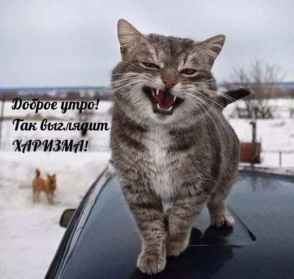 Прикольные картинки Доброе утро . Доброе утро картинки прикольные поднимающие
