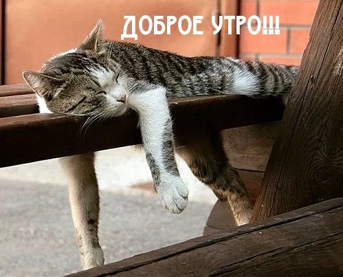 Прикольные картинки Доброе утро . Доброе утро картинки прикольные поднимающие