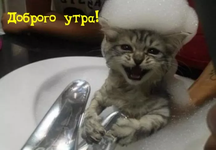 Прикольные картинки Доброе утро . Доброе утро картинки прикольные поднимающие