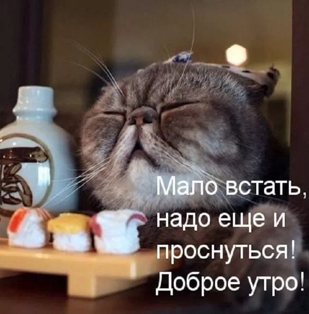 Прикольные картинки Доброе утро . Доброе утро картинки прикольные поднимающие
