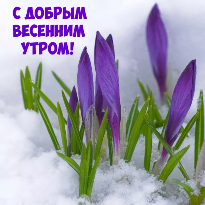 Красивые картинки Доброго весеннего утра. Доброе утро картинки весенние позитивные красивые