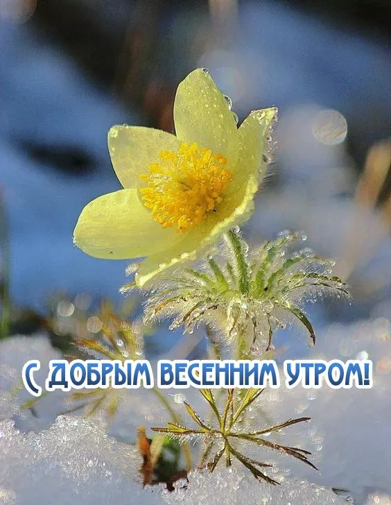 Красивые картинки Доброго весеннего утра. Добра с утра картинки новые весенние