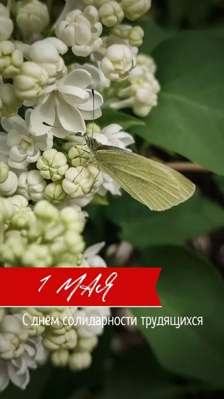Открытки с Днем 1 мая . Прикольные открытки на 1 мая