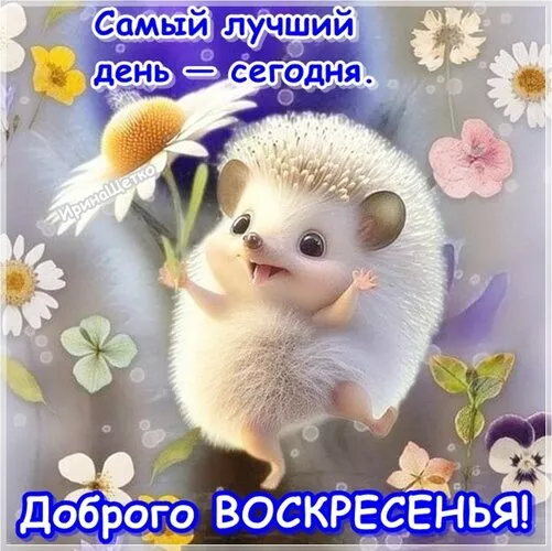 Картинки Доброе утро воскресенья. Доброе утро воскресенья картинки красивые