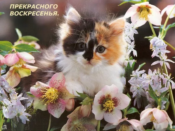 Картинки Доброе утро воскресенья. Доброе утро воскресенья картинки пожелания летние