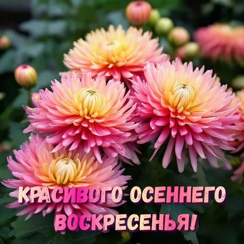 Картинки Доброе утро воскресенья. Доброе утро картинки воскресенья пожелания красивые