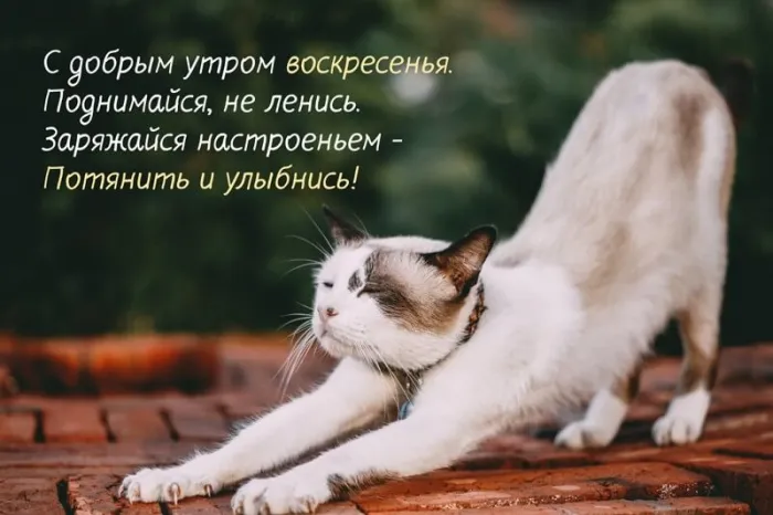 Картинки Доброе утро воскресенья. 