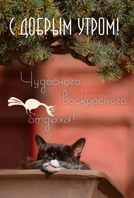 Картинки Доброе утро воскресенья. 