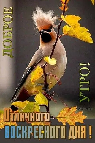 Картинки Доброе утро воскресенья. 