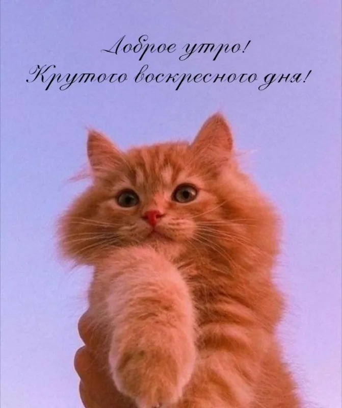 Картинки Доброе утро воскресенья. 