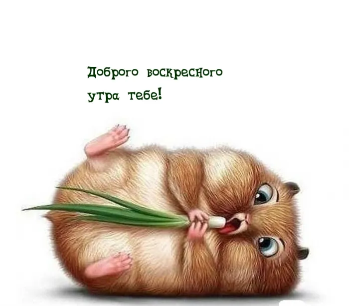 Картинки Доброе утро воскресенья. 