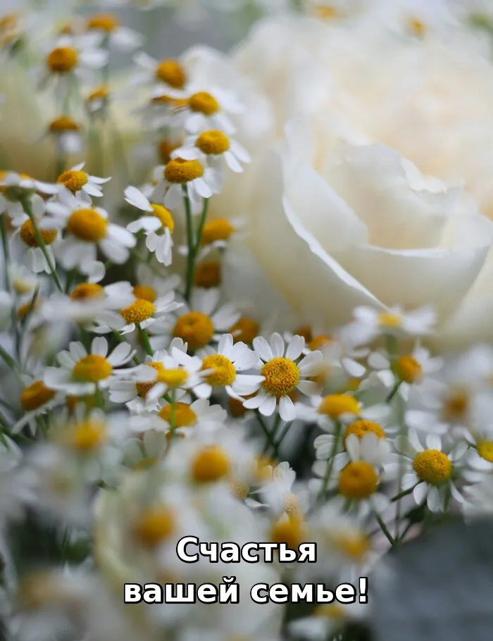 Открытки с Днём семьи, любви и верности. 